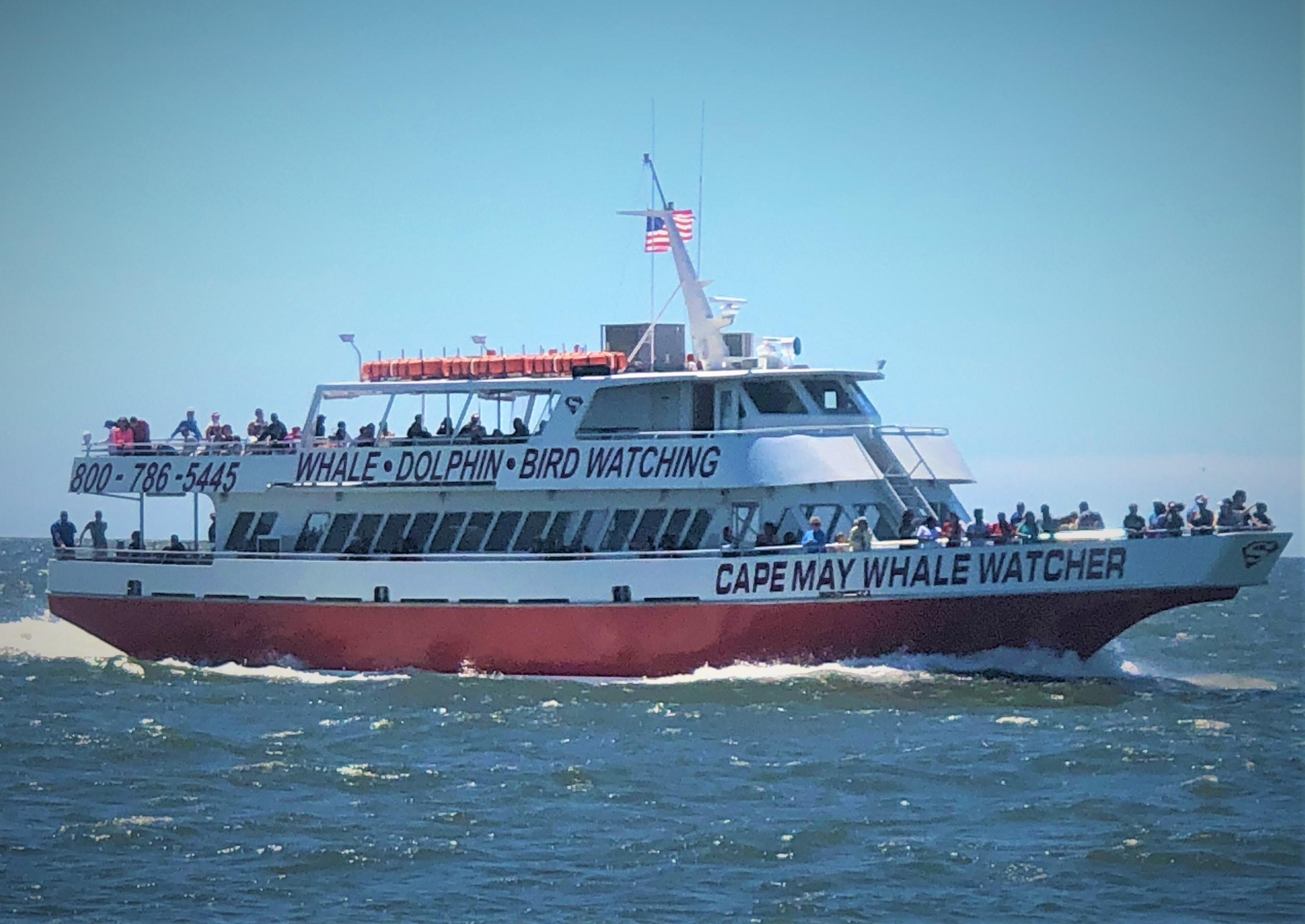 Dolphin & Whale Watching in Cape May, New Jersey – Best Tours