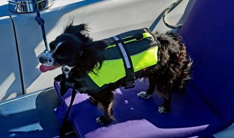 32 Catalina Even the Dog likes Sailing