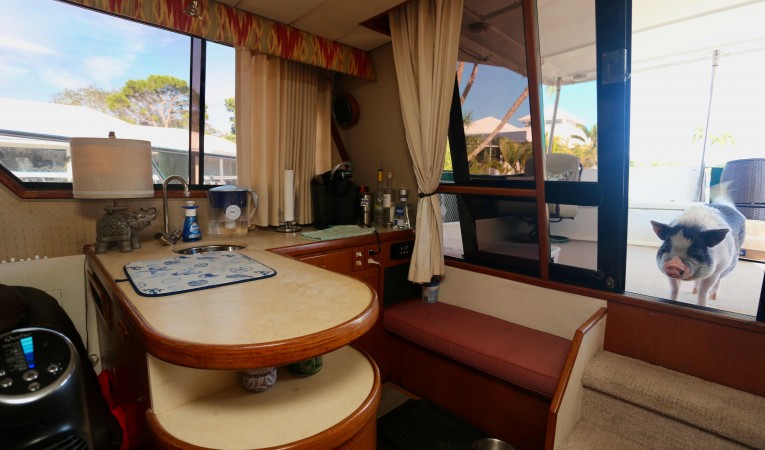 57 President Huck Finn the Mini Pig