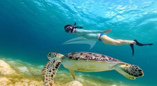 Abundance Caribbean
