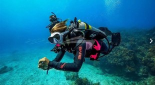 Ammonite Caribbean