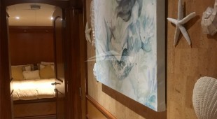 Aurelia Caribbean, East Coast United States