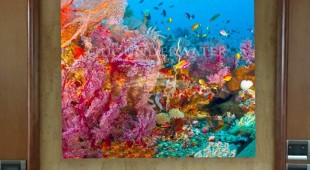 Aurelia Caribbean, East Coast United States