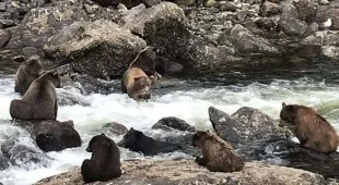 Bear Paw West Coast United States