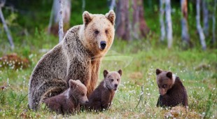 Blackwood West Coast United States