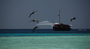 Dhoni Stella Indian Ocean