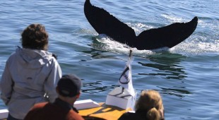 Discovery Central America, West Coast United States, Canada