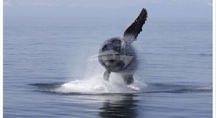 Discovery Central America, West Coast United States, Canada