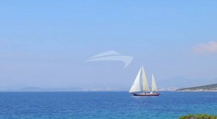 Dragon Fly East Mediterranean