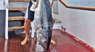 El Rey Caribbean, Central America, West Coast United States