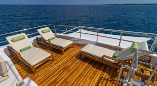 Galapagos Angel West Coast South America