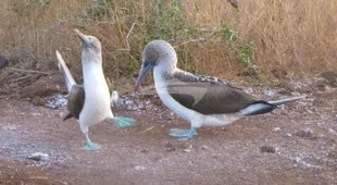 Galapagos Horizon West Coast South America