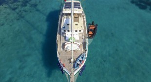 Gazella East Mediterranean