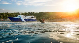 Lupus Mare Croatia