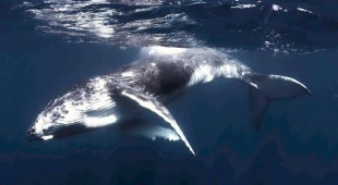 Mimbaw Caribbean Virgin Islands (US/BVI)