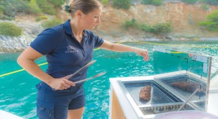 Namaste (samana) Greece