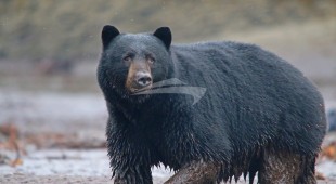Pacific Yellowfin West Coast United States, Canada