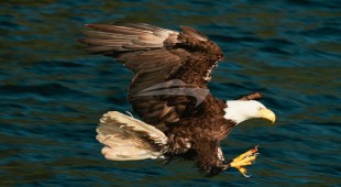 Pacific Yellowfin West Coast United States, Canada