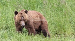 Pacific Yellowfin West Coast United States, Canada