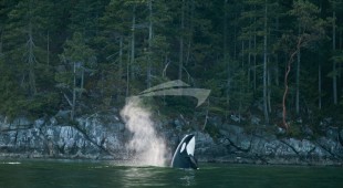 Pacific Yellowfin West Coast United States, Canada