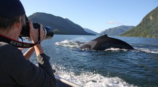 Pacific Yellowfin West Coast United States, Canada