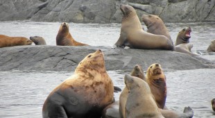 Pacific Yellowfin West Coast United States, Canada