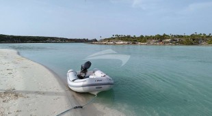 Physalia Caribbean