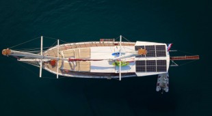 Sole East Mediterranean