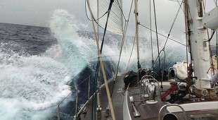 Songbird East Mediterranean