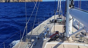 Songbird East Mediterranean