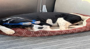 Stella Blue Caribbean Virgin Islands (US/BVI), Caribbean Virgin Islands (US), Caribbean Virgin Islands (BVI)