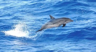 The Dove Caribbean