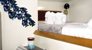 Turquoise Turtle Caribbean