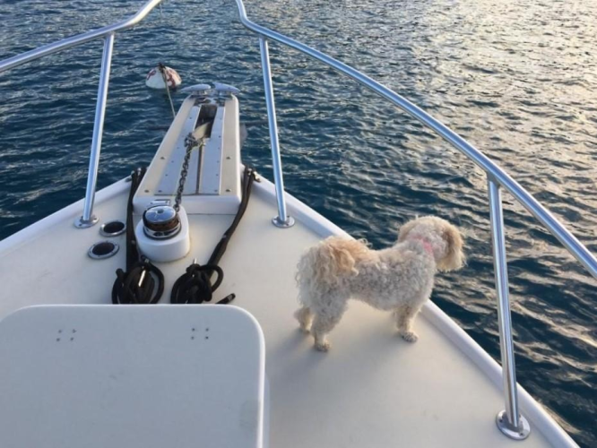 Double Diamond Yacht Photos Pics 