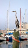 Bay Yacht Club