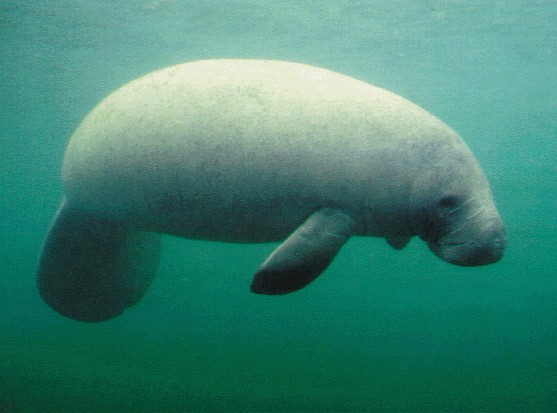 Manatee Boating Restrictions in Fort Lauderdale