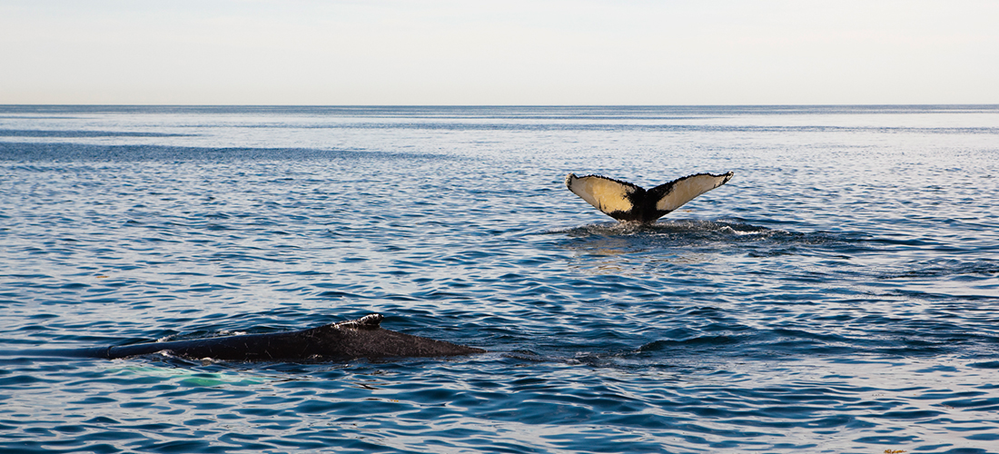 6-Cape-Cod-whales