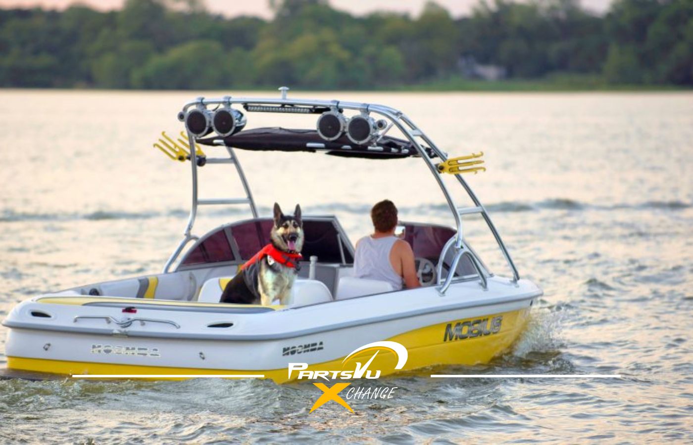 How to (Safely) Take Your Dog Boating