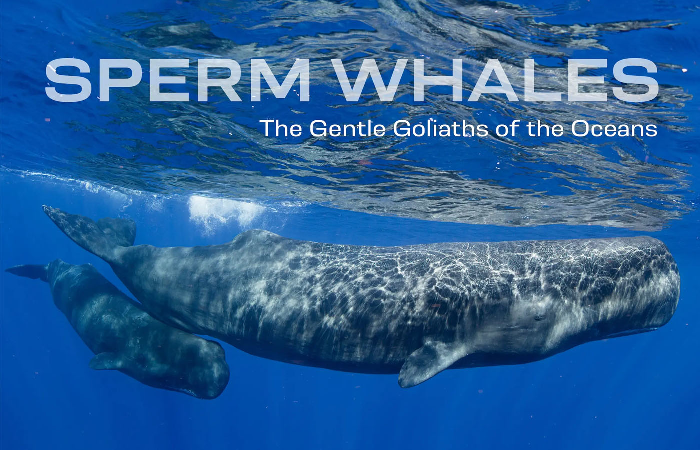 Swimming With Sperm Whales [FRANK Magazine Preview]