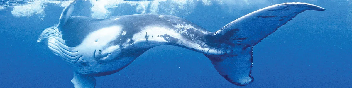 The Call of the Wild: French Polynesia